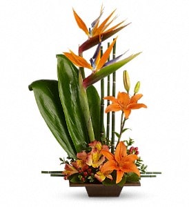 Exotic Grace - Klein Texas